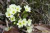 Primula vulgaris